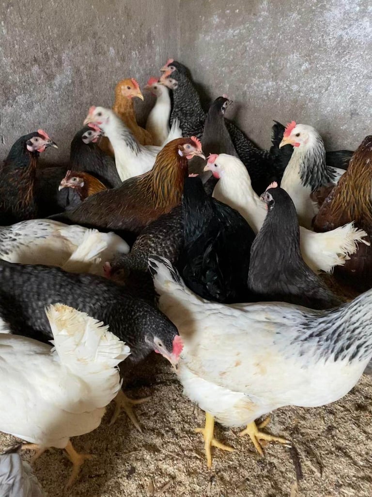 Pullets for sale chickens poultry hens coops arks