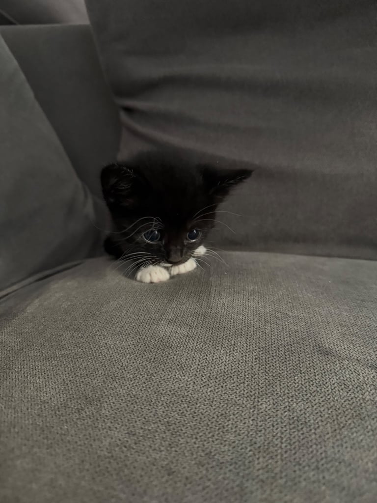 Rescue kitten for sale 