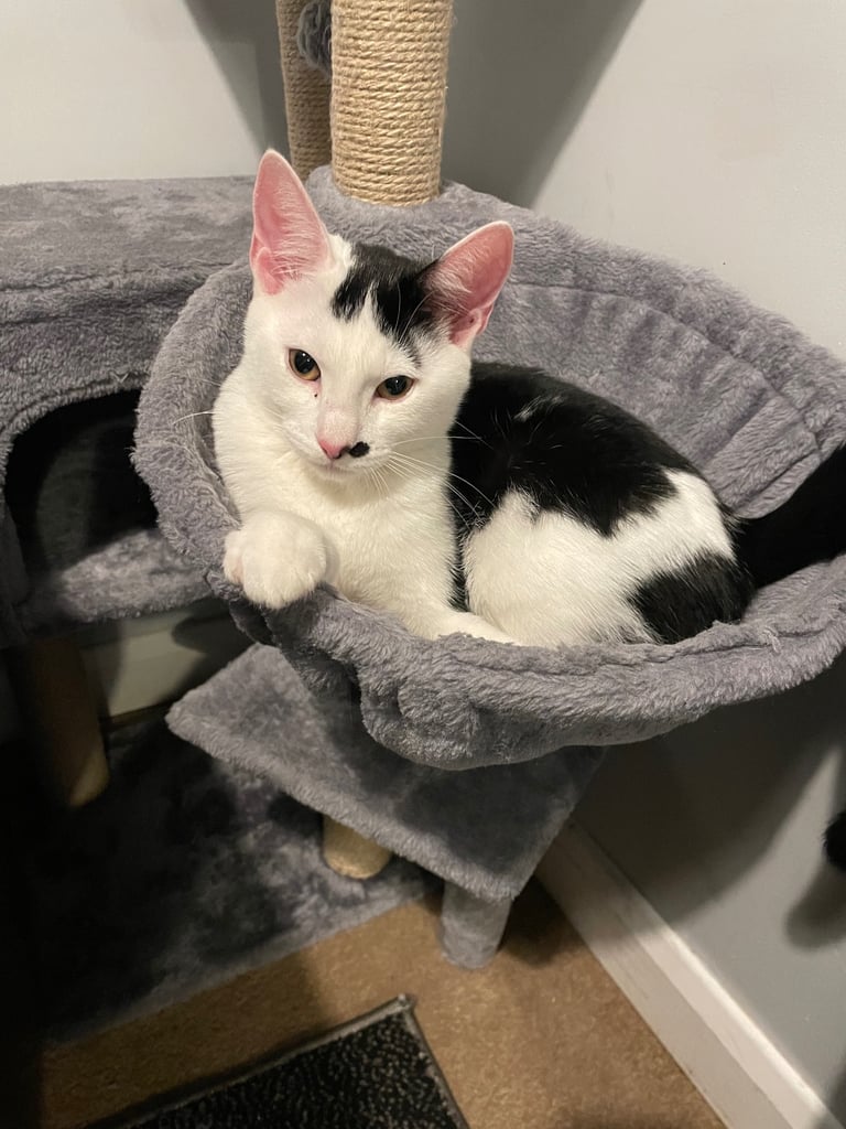 1 male and 1 female cat for new loving homes.
