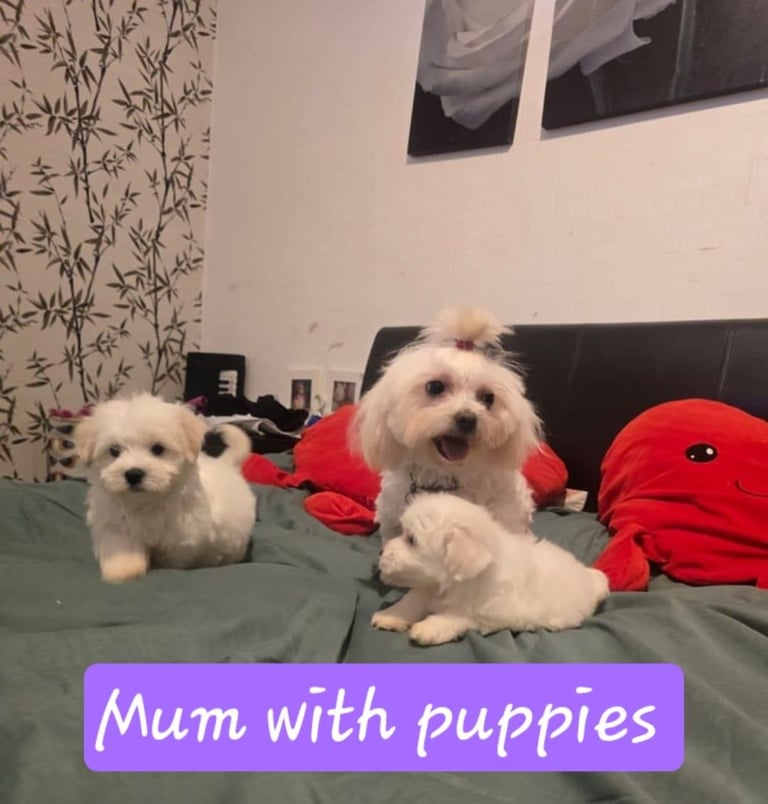 Puppy Tiny Maltese 8 weeks old ready to go now!