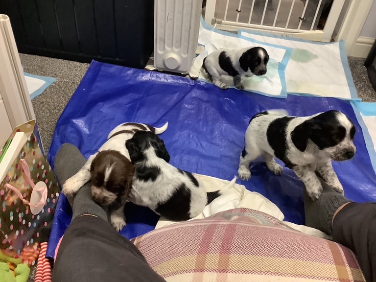 Sprocker spaniel pups