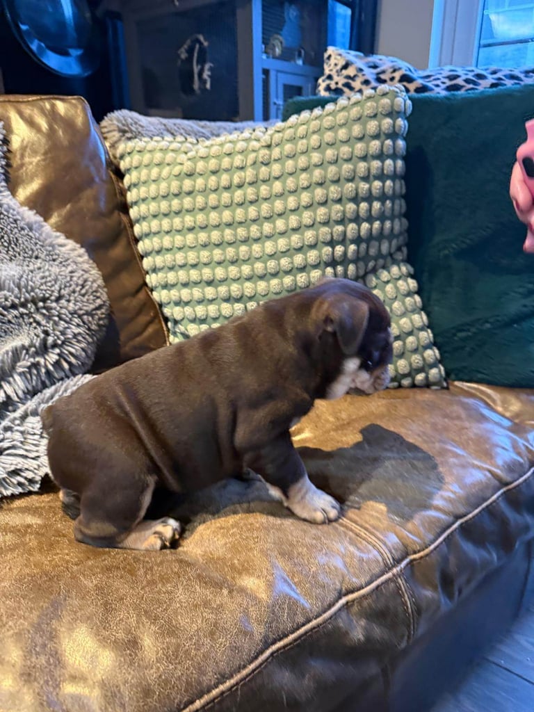 8 Week Old Female English Bulldog (Reduced due to Timewaster - READY NOW)