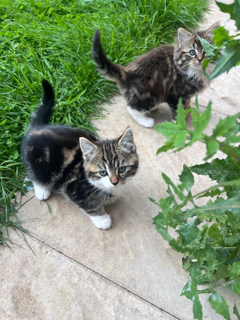 Kittens 