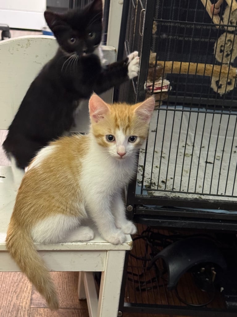 3 beautiful kittens left