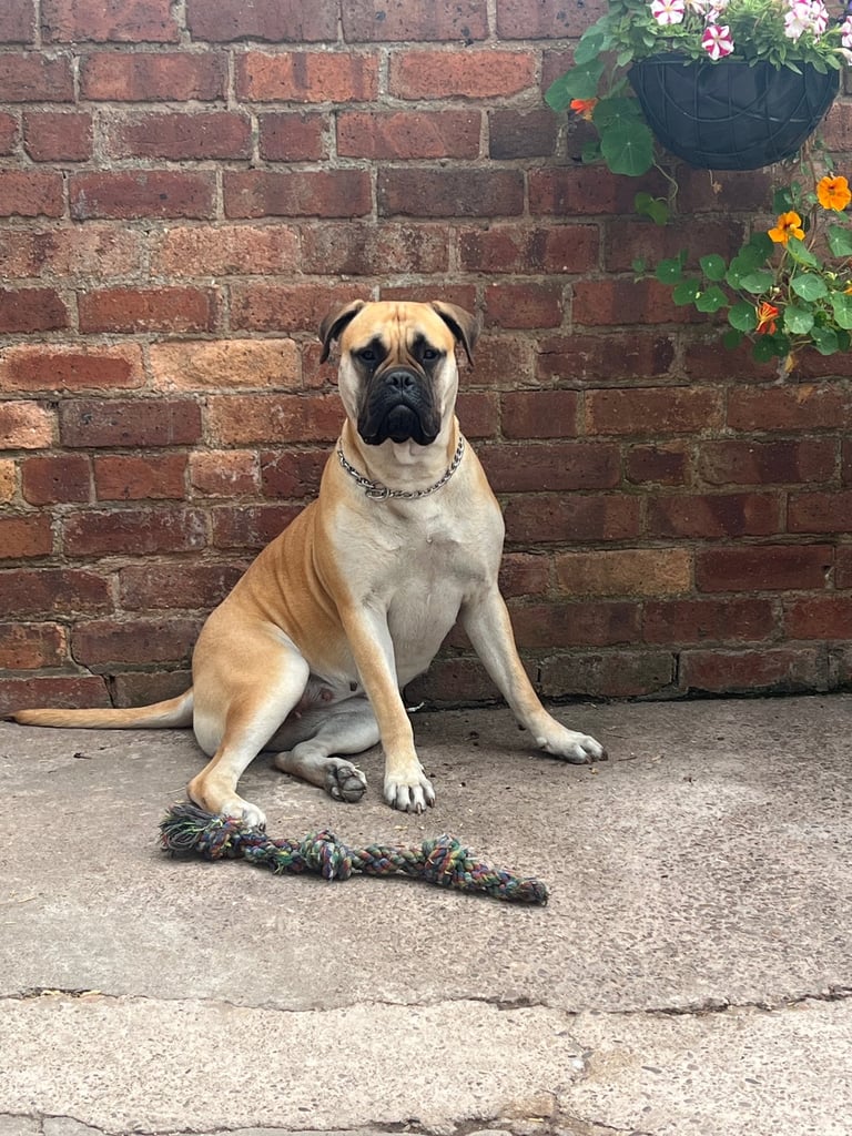 Bullmastiff x American Staff