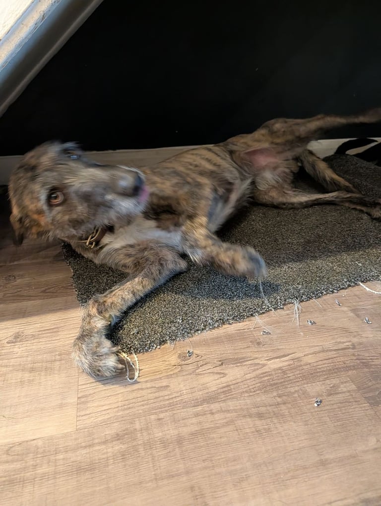 Lurcher