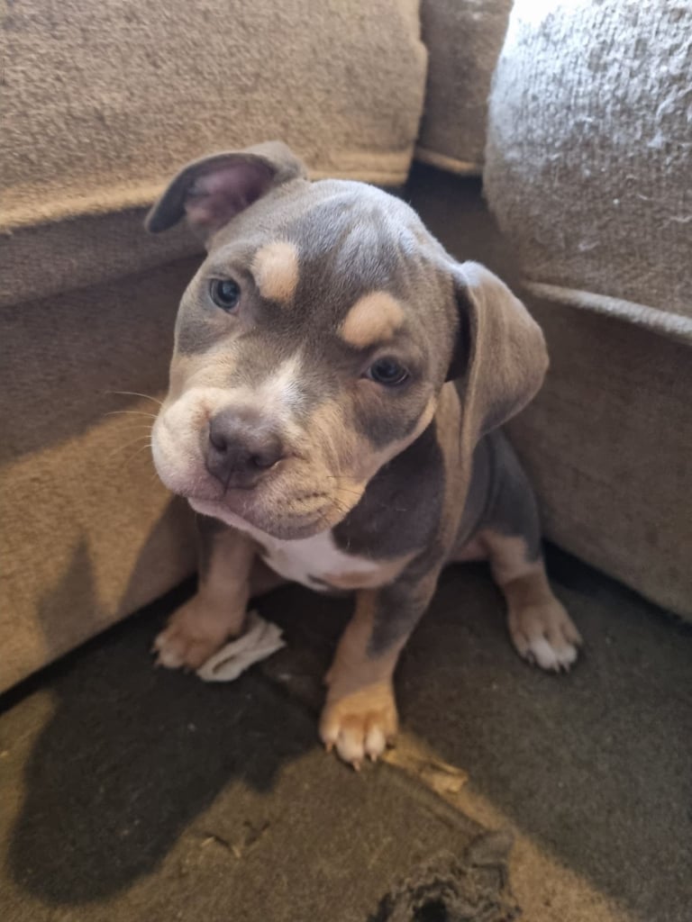 Pocketbully puppies 