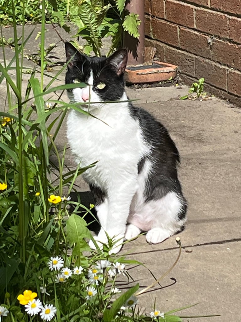 2 black and white cats 