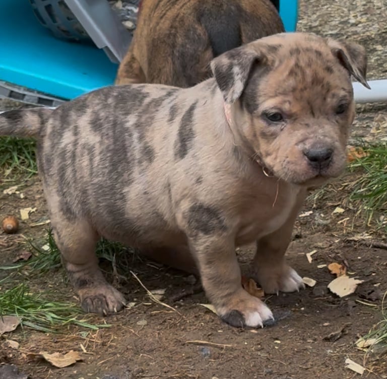 Mastiff x  puppies 