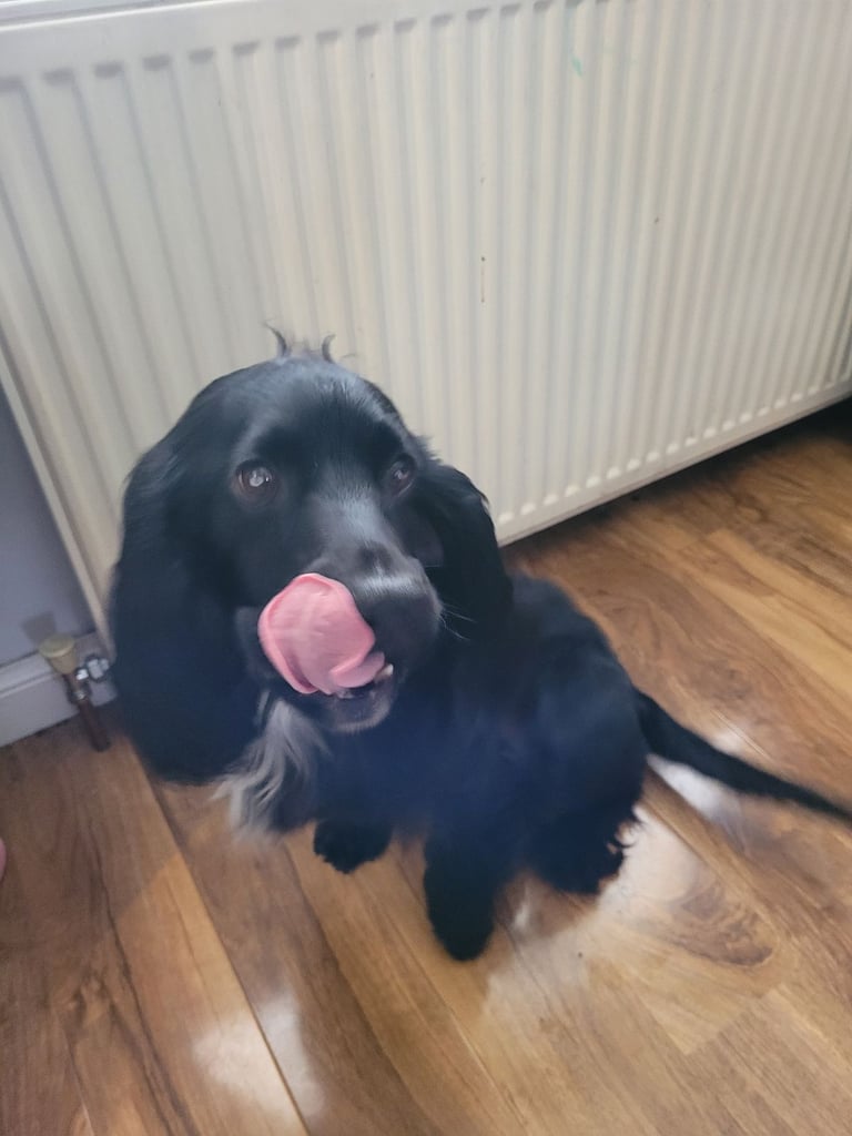 Cocker Spaniel 4 years old 