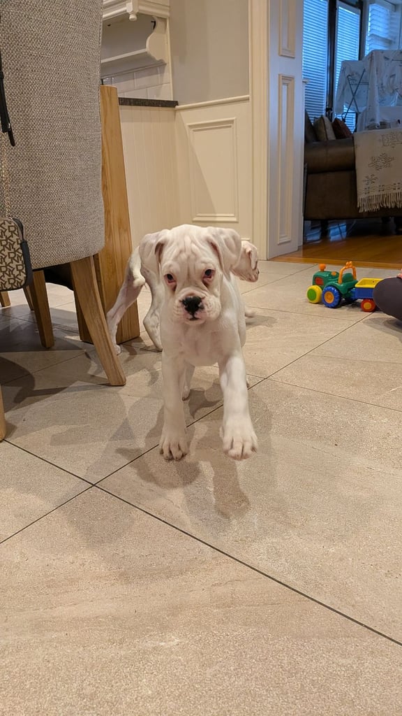 ✨ 2 White 5-Star Show Line Boxer Puppies – IKC Registered ✨