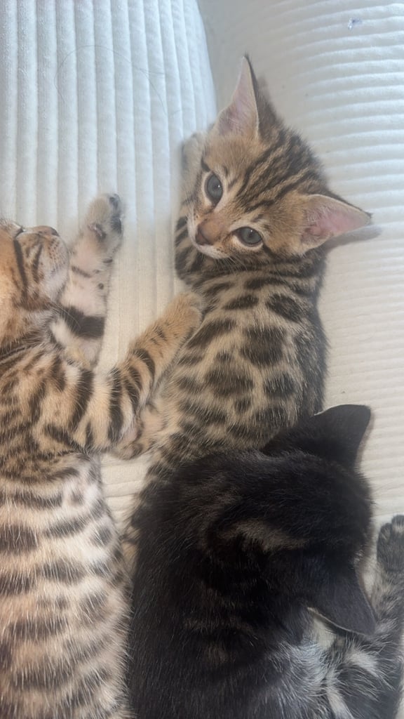 Half Bengal and half tabby Kittens available
