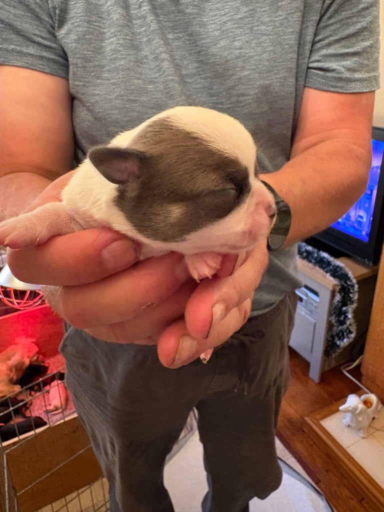Chihuahua puppies for sale x 2 