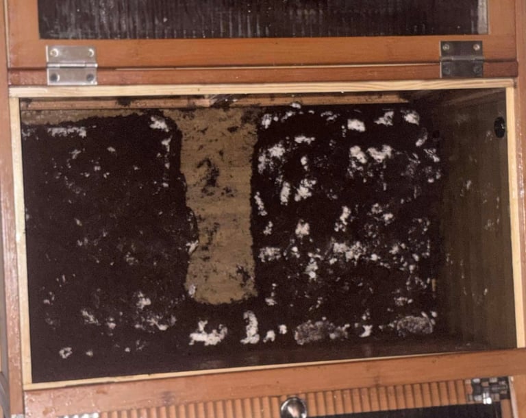 3/4 in 1 reptile vivarium project
