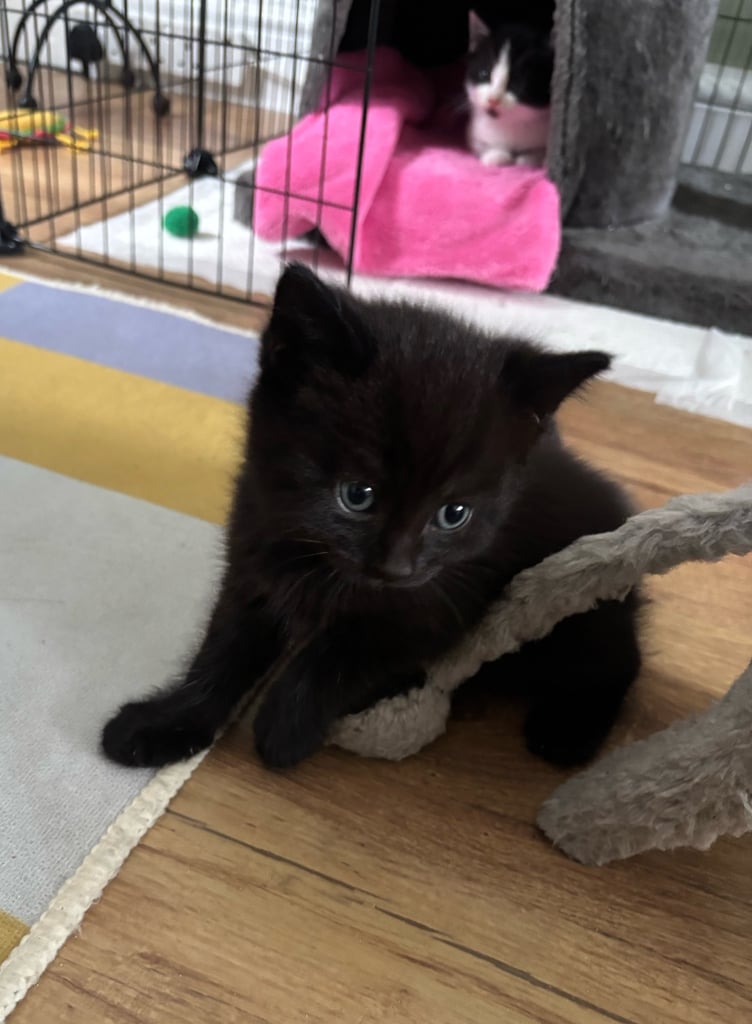 9wk old kitten only one left SOLD  