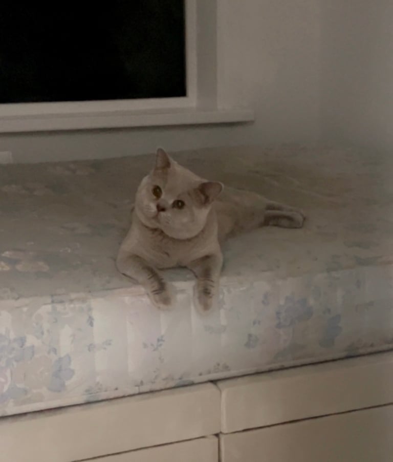 Male Grey British Shorthair for Sale