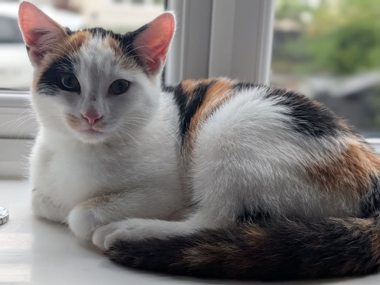 image for Beautiful kitten 