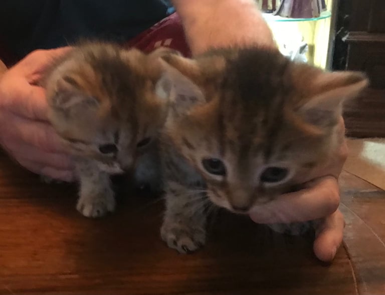 2 Beautiful Fluffy Tabby Kittens for sale