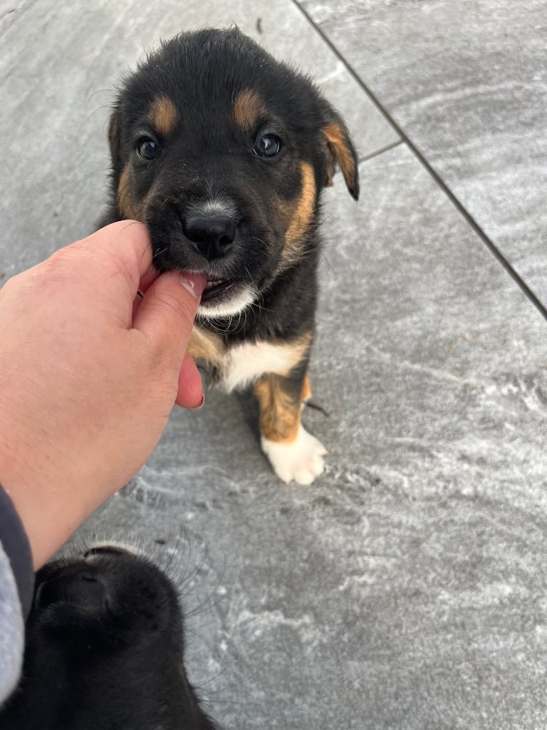 Labradors x Puppies for sale