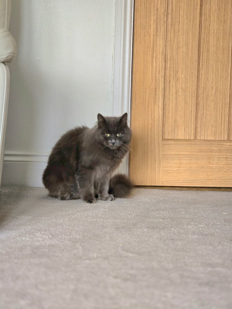 Beautiful Longhaired Female Cat