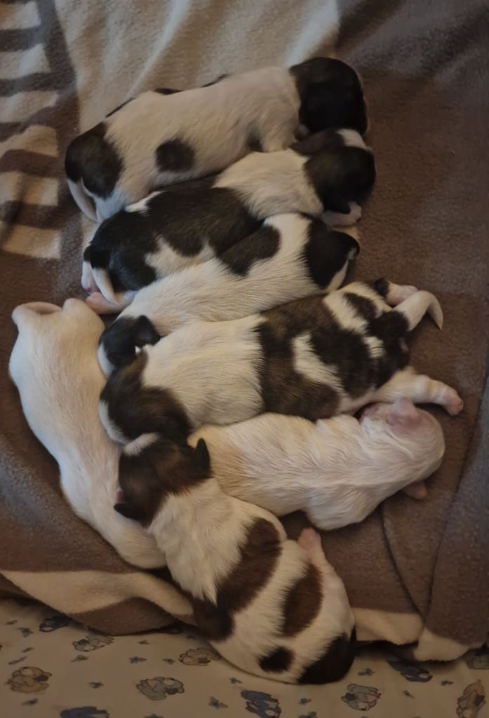 Meet Our Gorgeous Shih Tzu Puppies! 2 Girls & 5 Boys in Cardiff