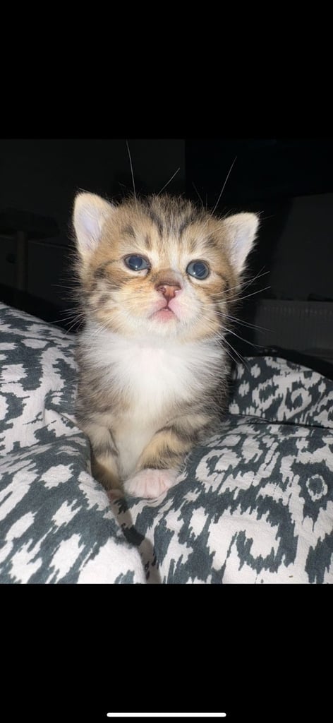 image for Beautiful tabbie kittens 