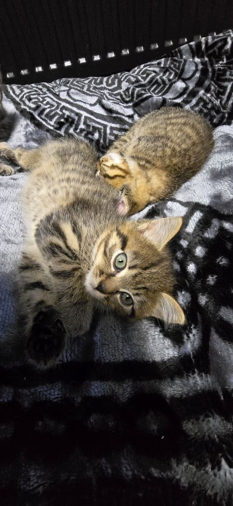 Kittens