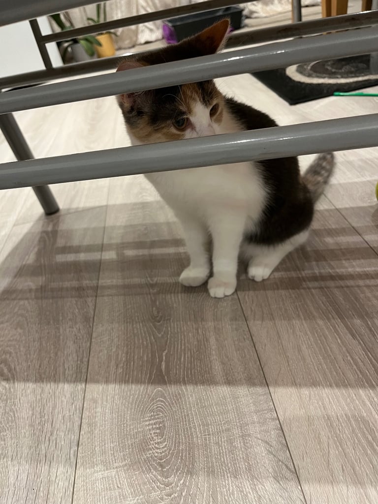Calico kitten for sale