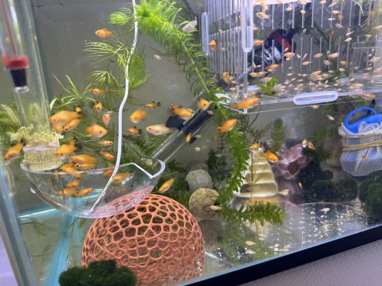 Small platys and Guppys for sale £1 each-Fish only