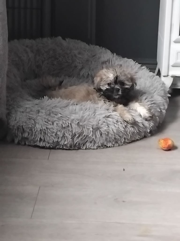 Shih tzu x Maltese pup