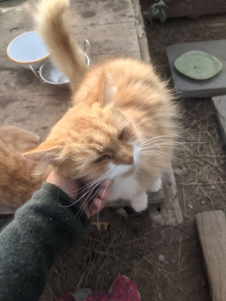 Kittens for sale 