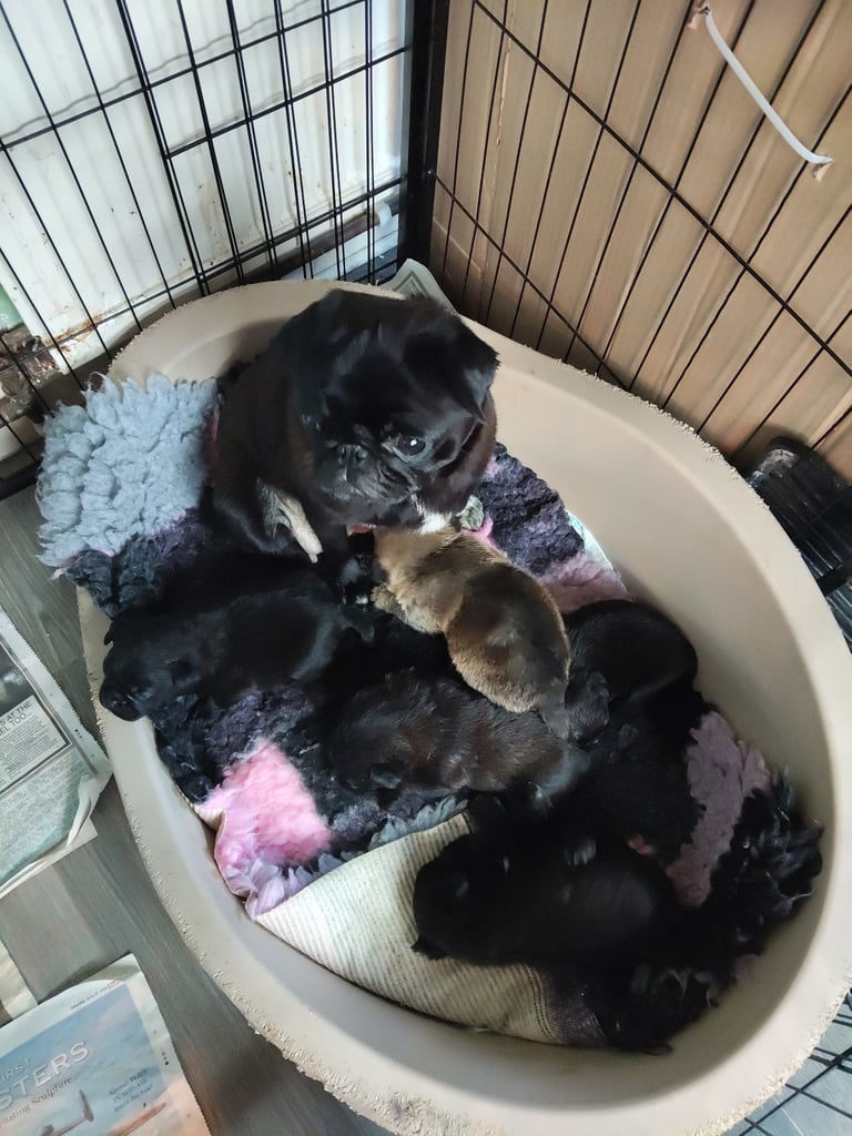 Pug x border terrier pups ready 21st nov 
