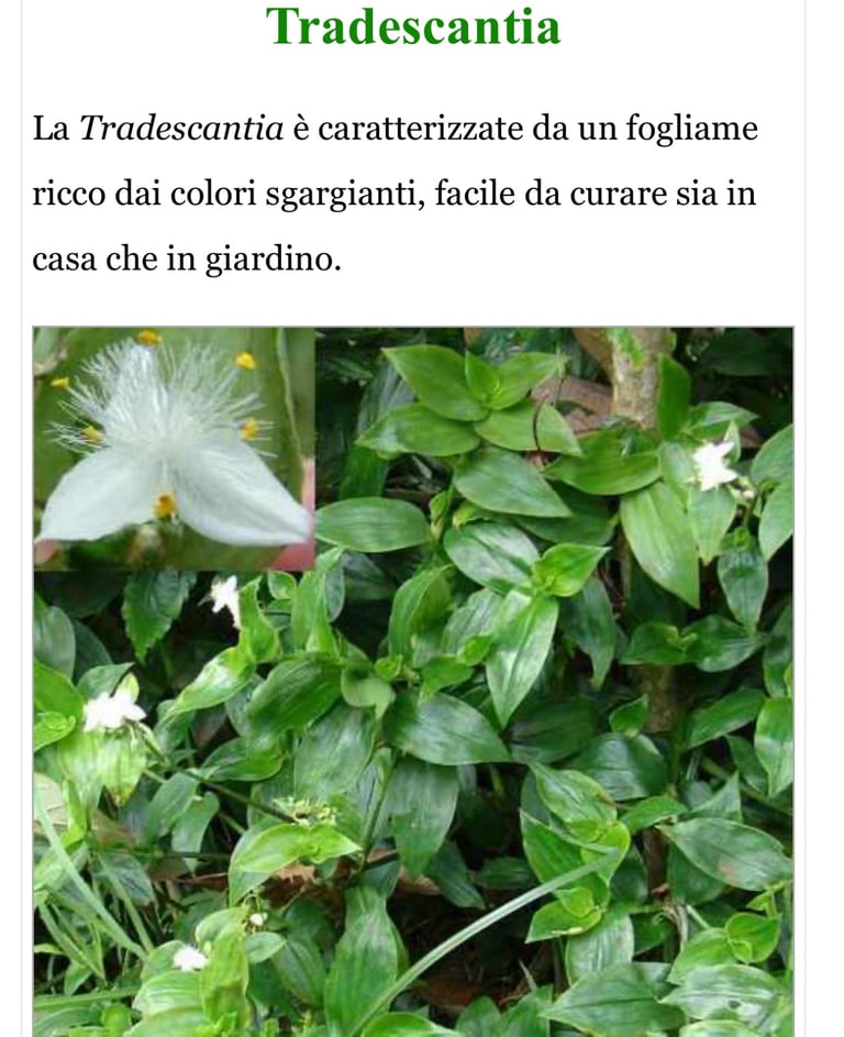 image for Tradescantia fluminensis 'Trailing 🪴with hanging  