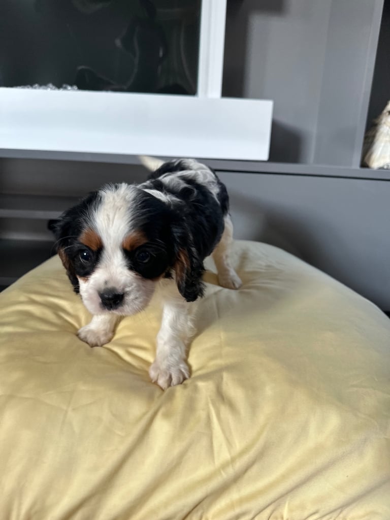 King charles cavalier in England Dogs Puppies for Sale Gumtree