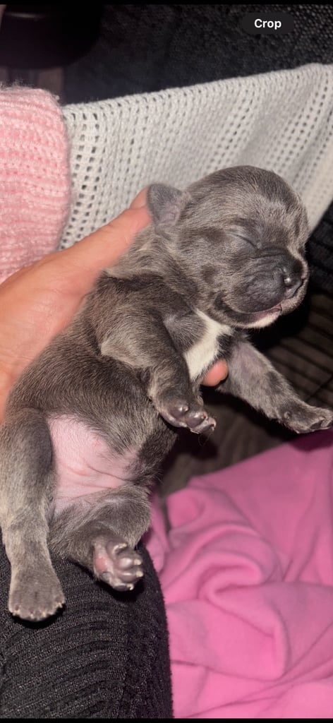 K c Frenchie puppies 