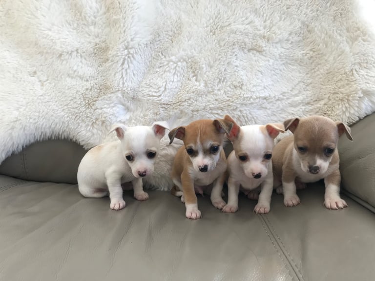 chihuahua puppies 