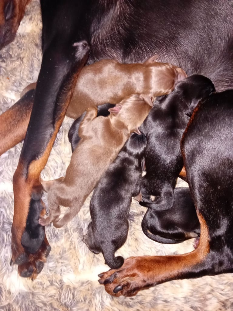 Pure breed superb lines Doberman pups