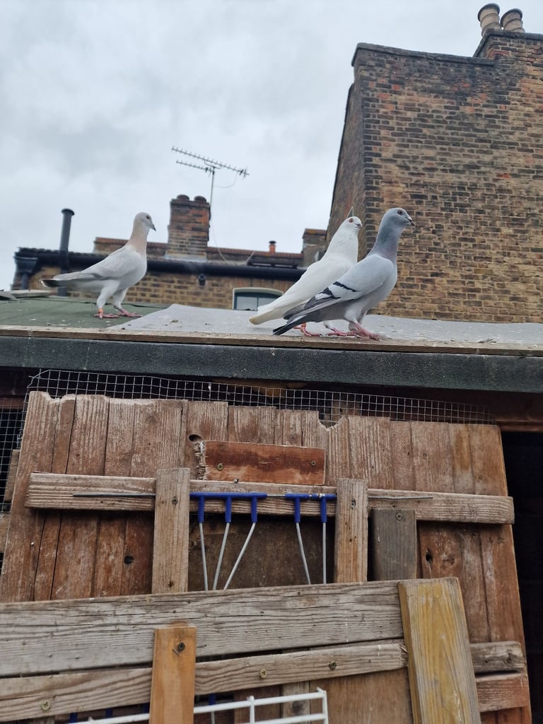 Dewlaps pigeons for sale