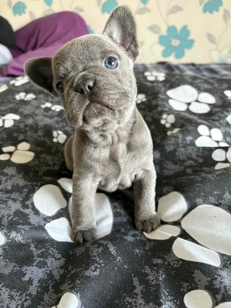 French bulldog puppies