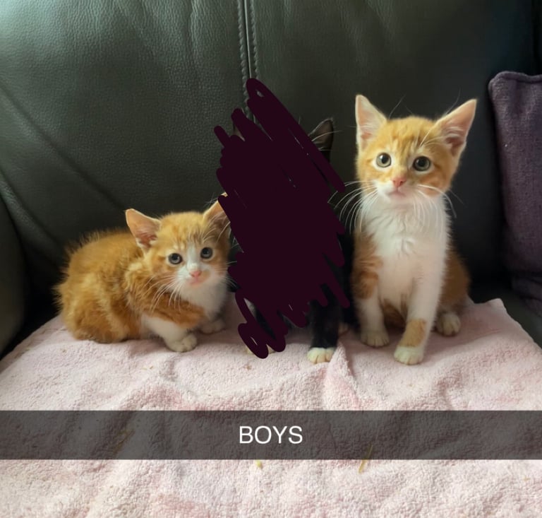 1Female&2Male kittens looking for there forever home 
