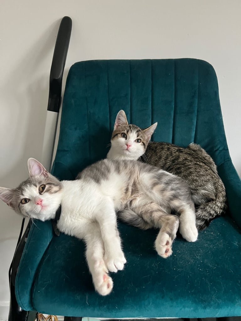 British shorthair mix