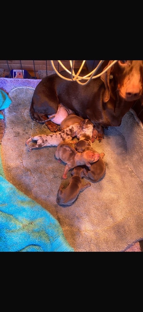 Miniature Dachshund Puppies