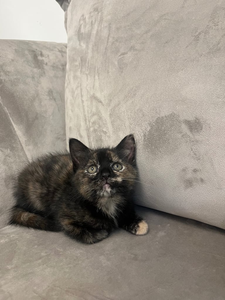 image for Lovely kitten ready to go 