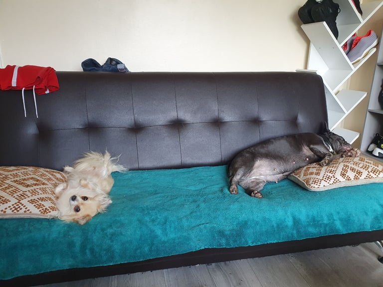 Chihuahuas and French bulldog 