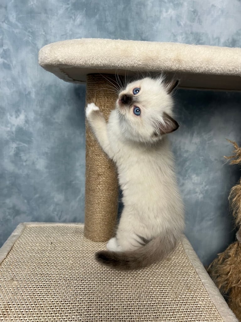 Ready Beautiful Ragdoll Kittens Blue Mitted and Chocolate Mitted