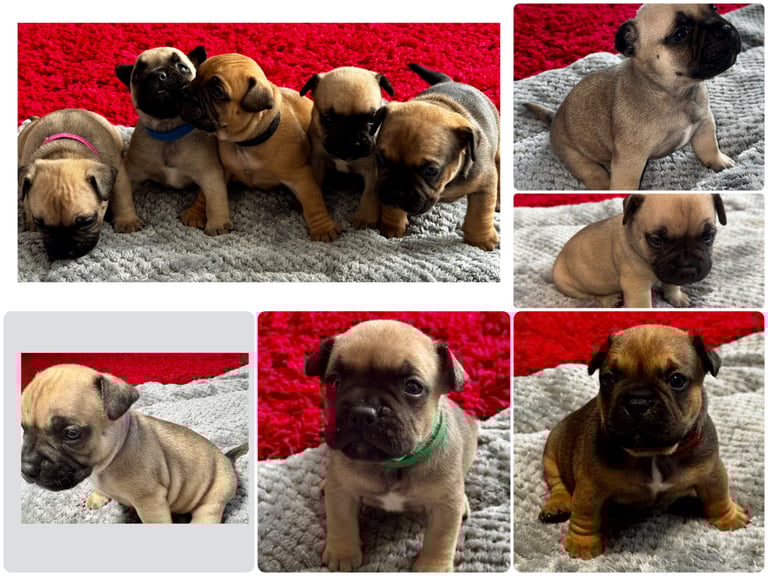 Frenchie x Bully Pups