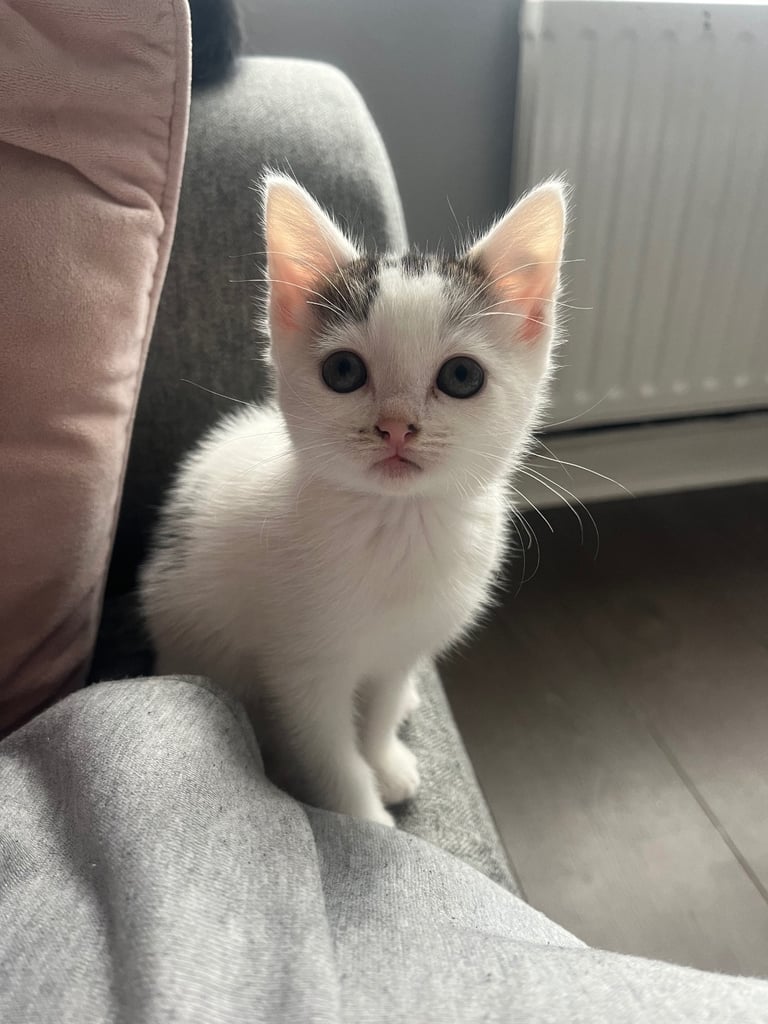 3 beautiful kittens ready for a new home 