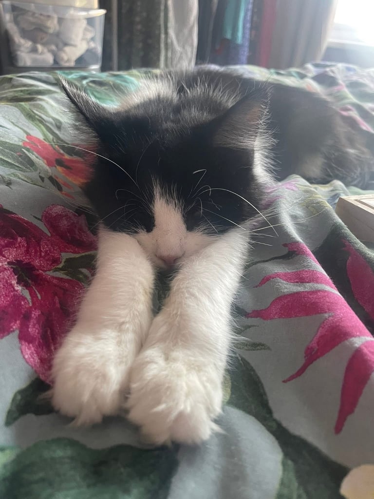 Two Cats for Rehome/Sale