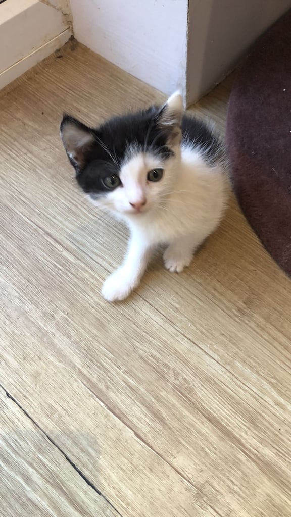🐾 Adorable Kittens for  Sale🐾