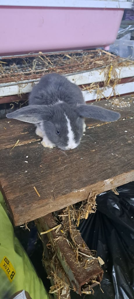 Baby mini lop bunnies 